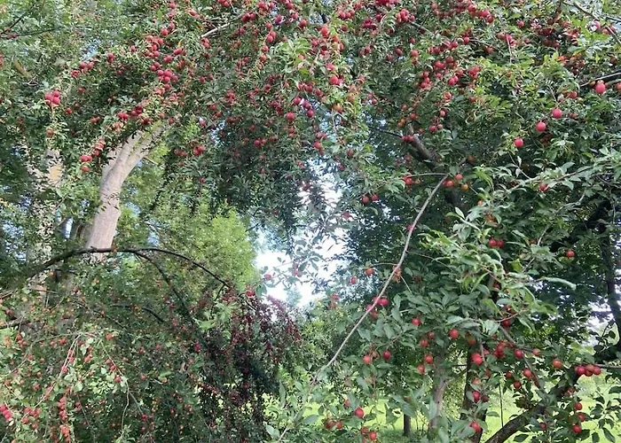 בית נופש Little Basedow